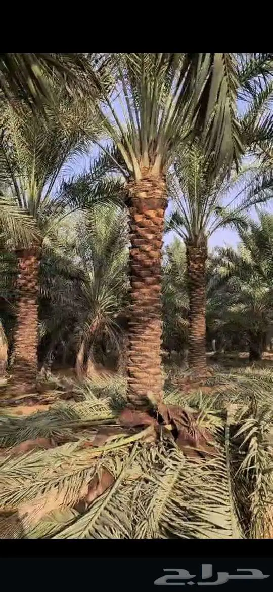 انخل للبيع 6