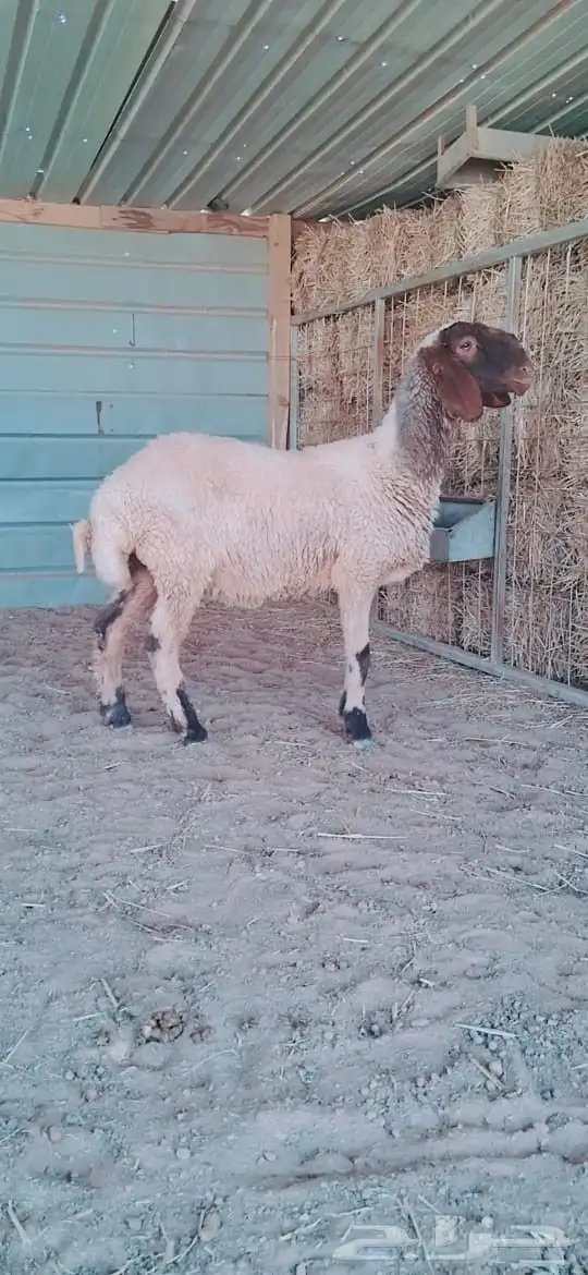 بيع خرفان معرفه ومنتجه ورخله معرفه نعيم 2