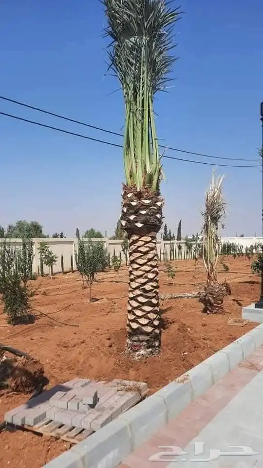 يتوفر لدينا جميع انواع النخل عربي ووشنطني للبيع ج 1