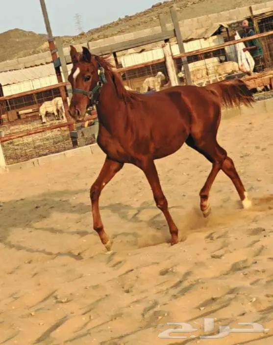 مهرة شعبية للبيع 1
