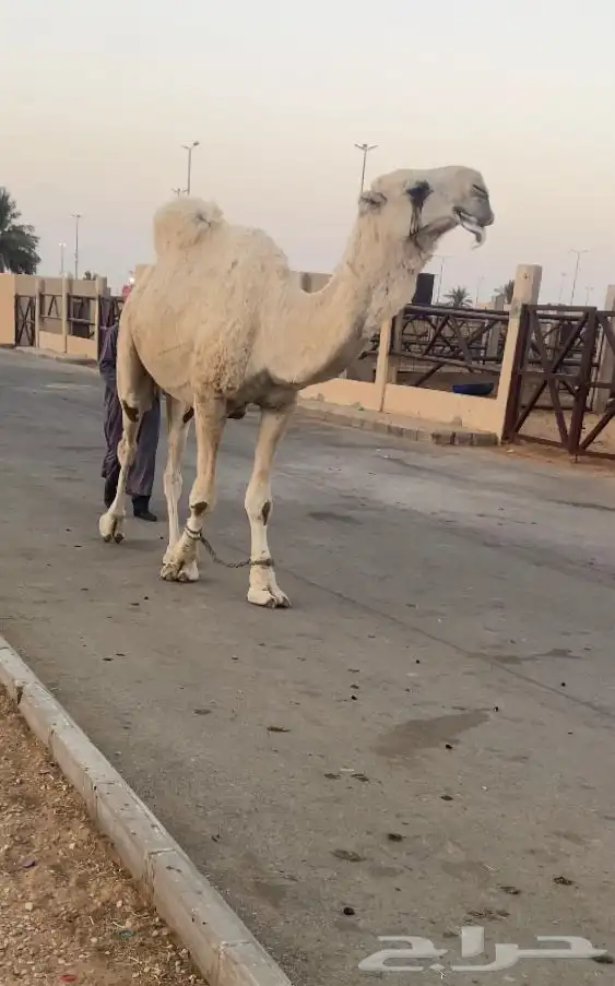 جمل رماني 1