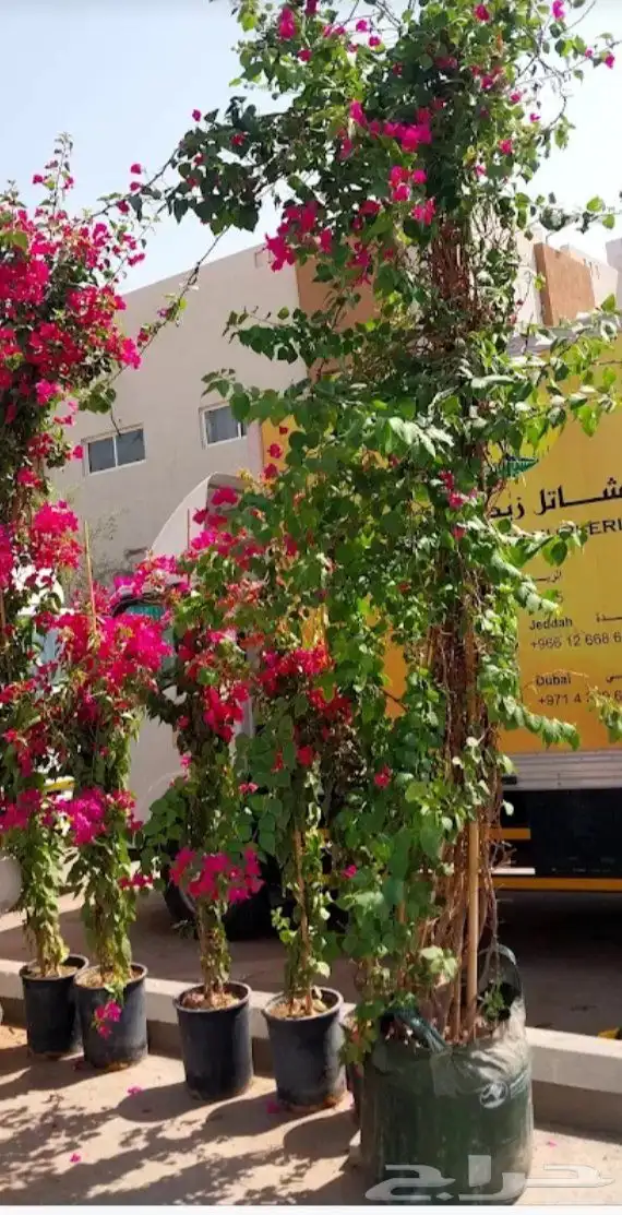 الروضه 0