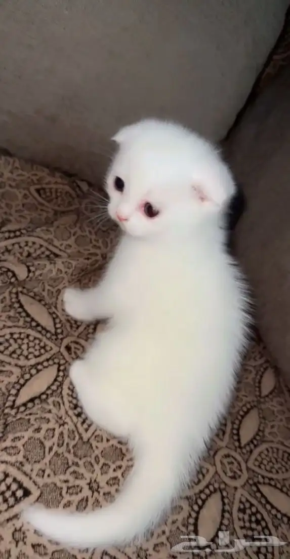 قطط للبيع 4
