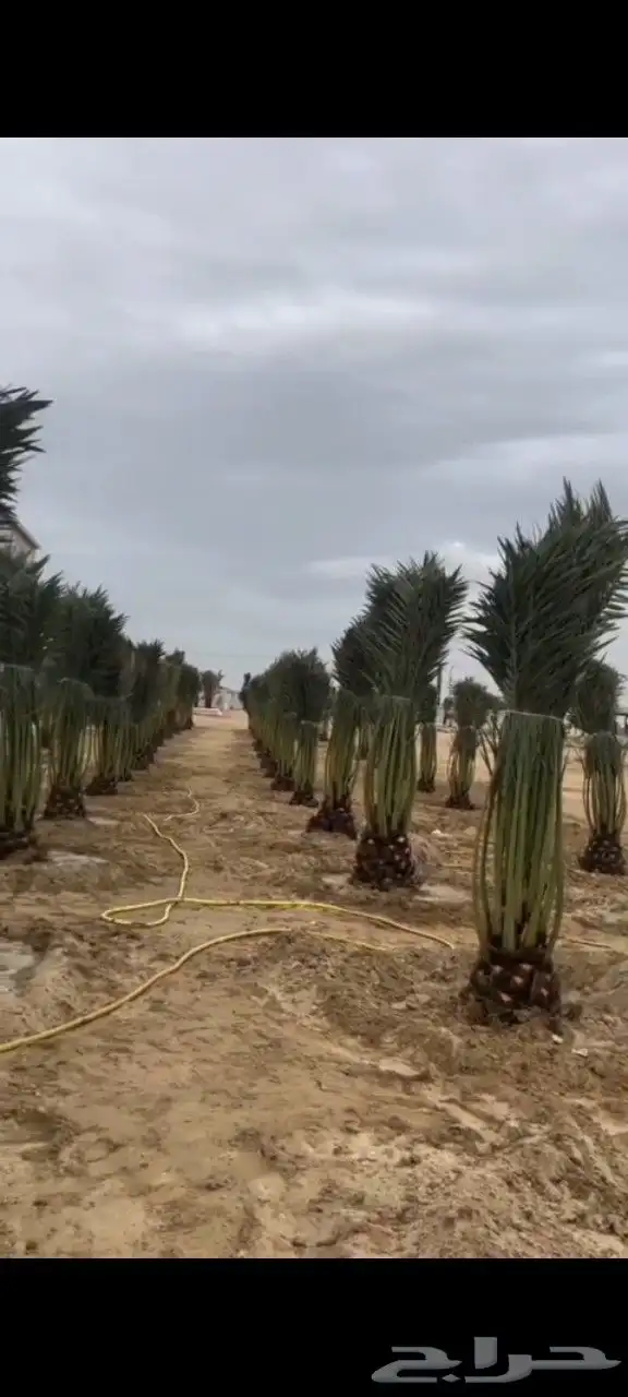 يوجد فروخ طيبه جدا  وعلى الشرط بعداد كبيره 1