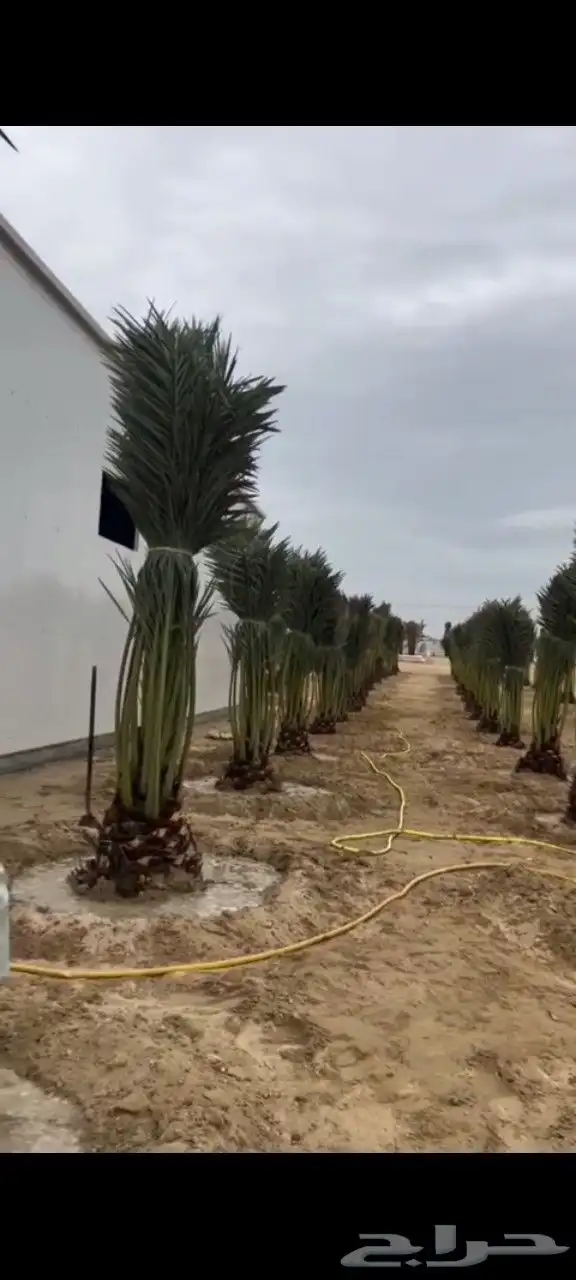 يوجد فروخ طيبه جدا  وعلى الشرط بعداد كبيره 0