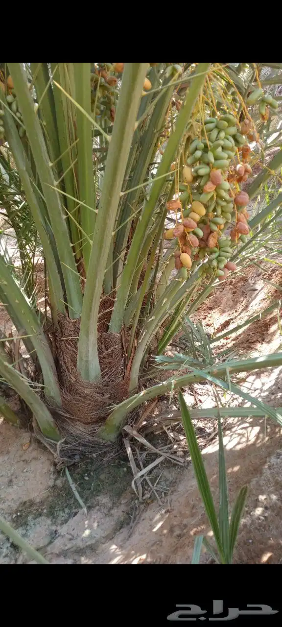 يوجد فروخ طيبه جدا  وعلى الشرط بعداد كبيره 7