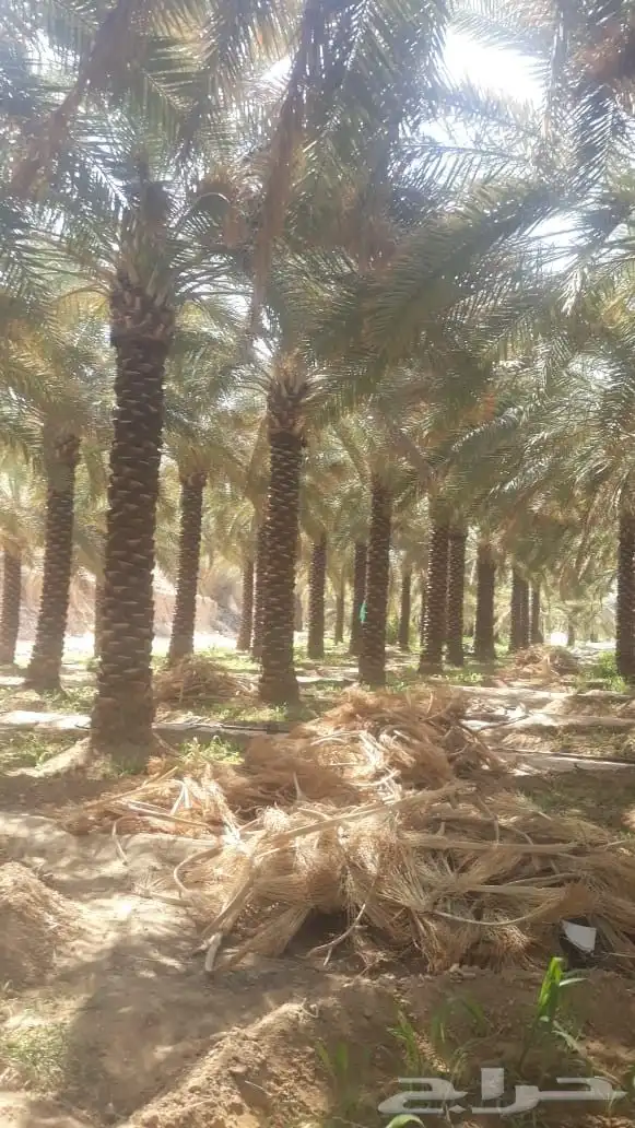 نقوم بتوريد انخيل العربي وزينه بجميع انواعه 7