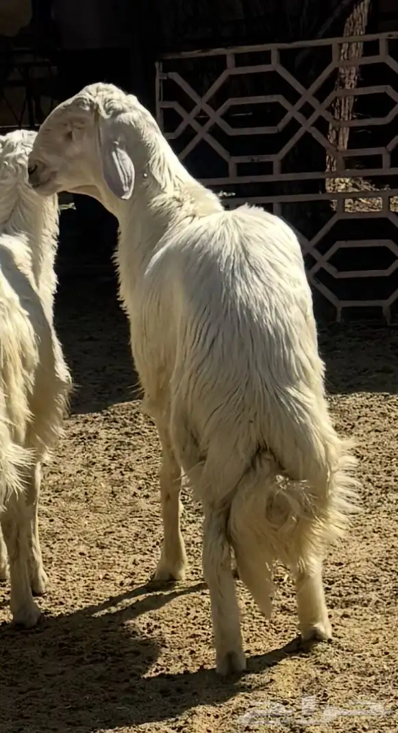 خرفان مبادي أو مشاريع فحول 0