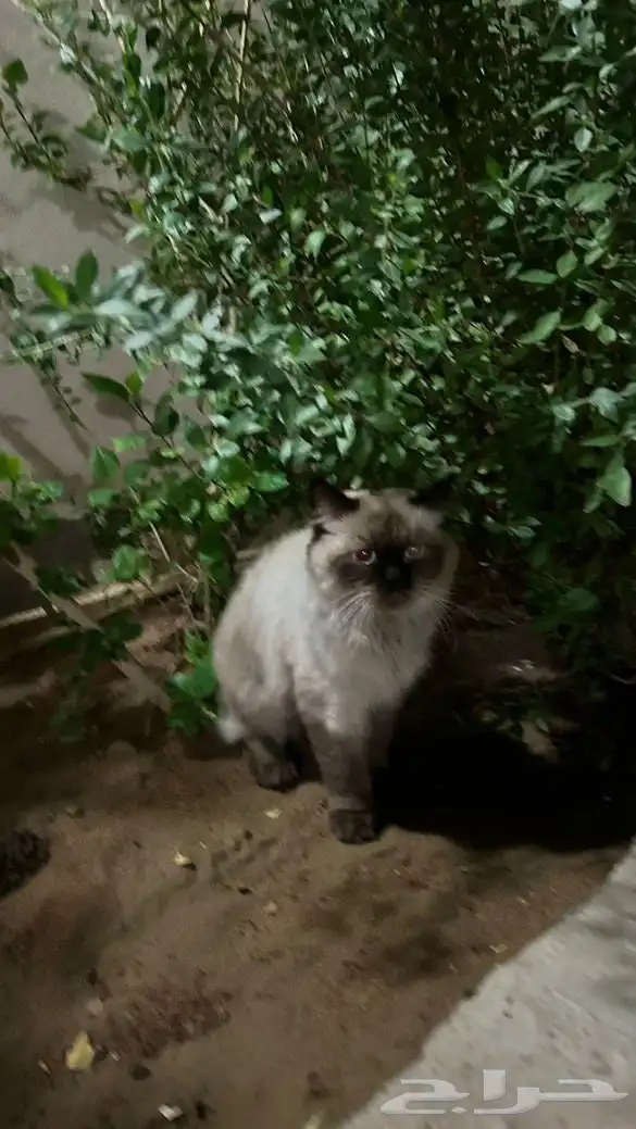 قطة انثى هيمالايا للتبني عمرها 6-7 سنوات تقريبا  مستعجل 2