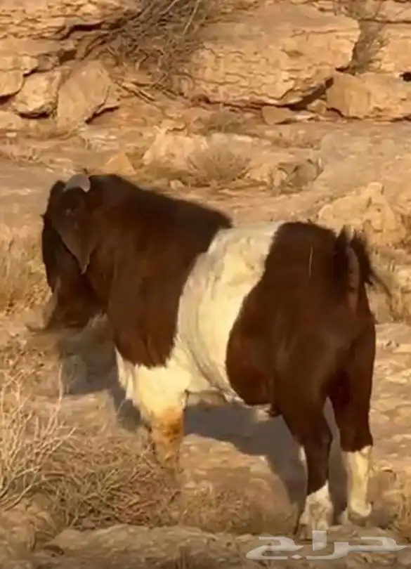برقوت 1