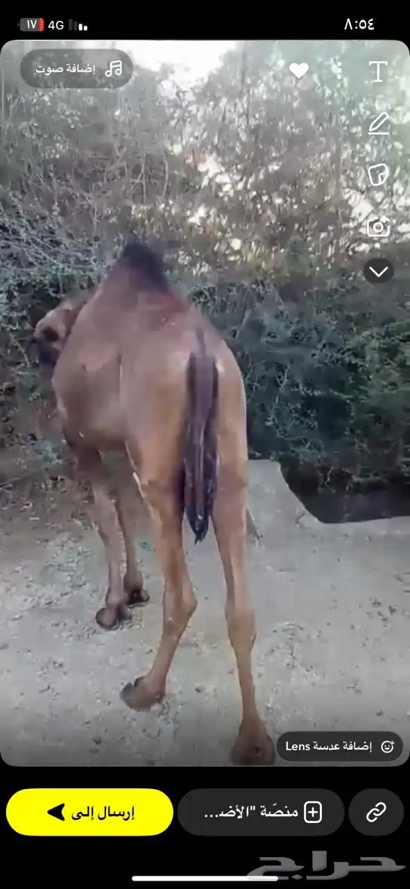 بكره للبيع 0