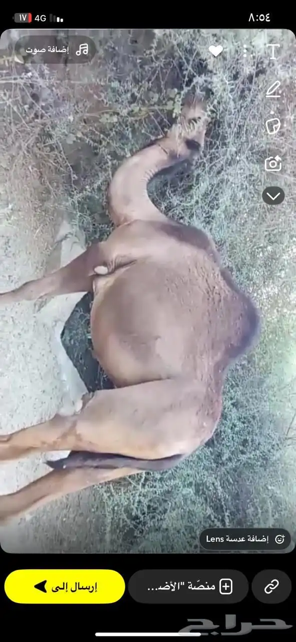بكره للبيع 2