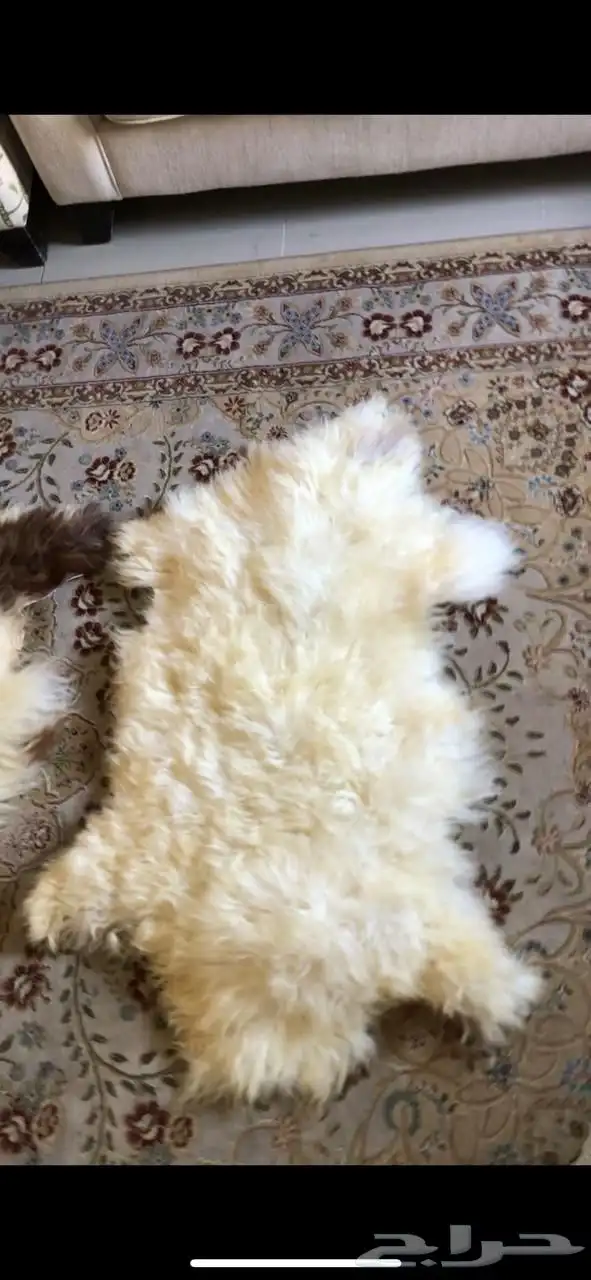 جاعد نعيمي طبيعي 3