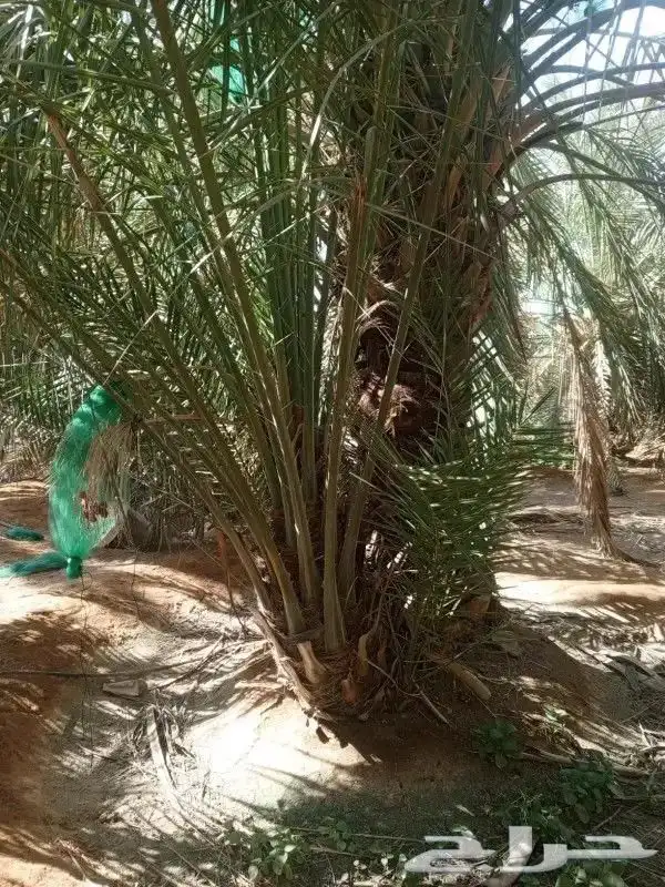 مطلوب مزرعه نخيل للاجار 0