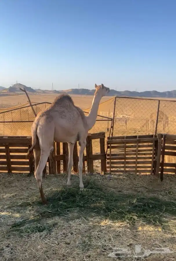 بكره بنت مطرب سعيد 1