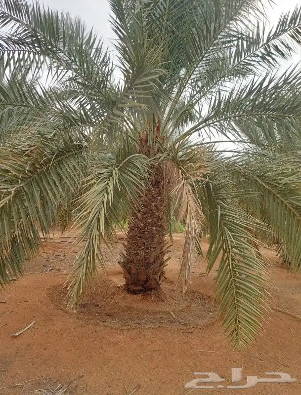 ابو احمد لتوريد انخيل 4