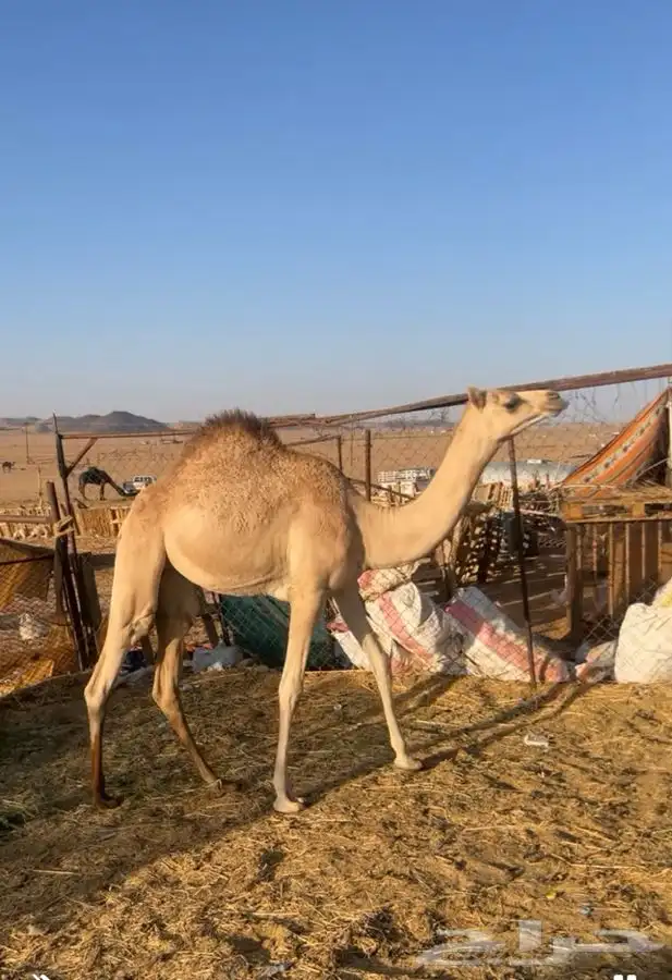 بكره بنت مطرب سعيد 2