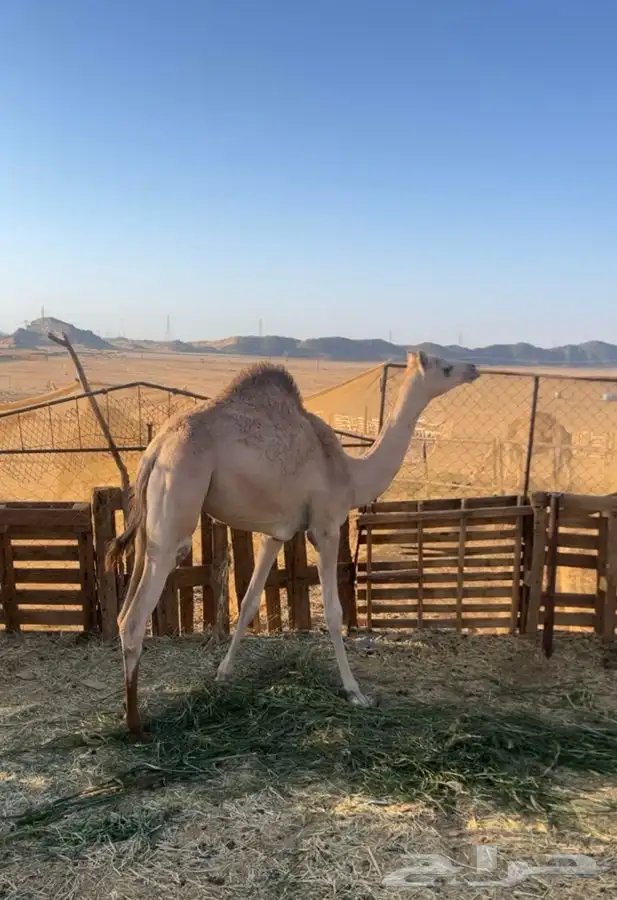 بكره بنت مطرب سعيد 0