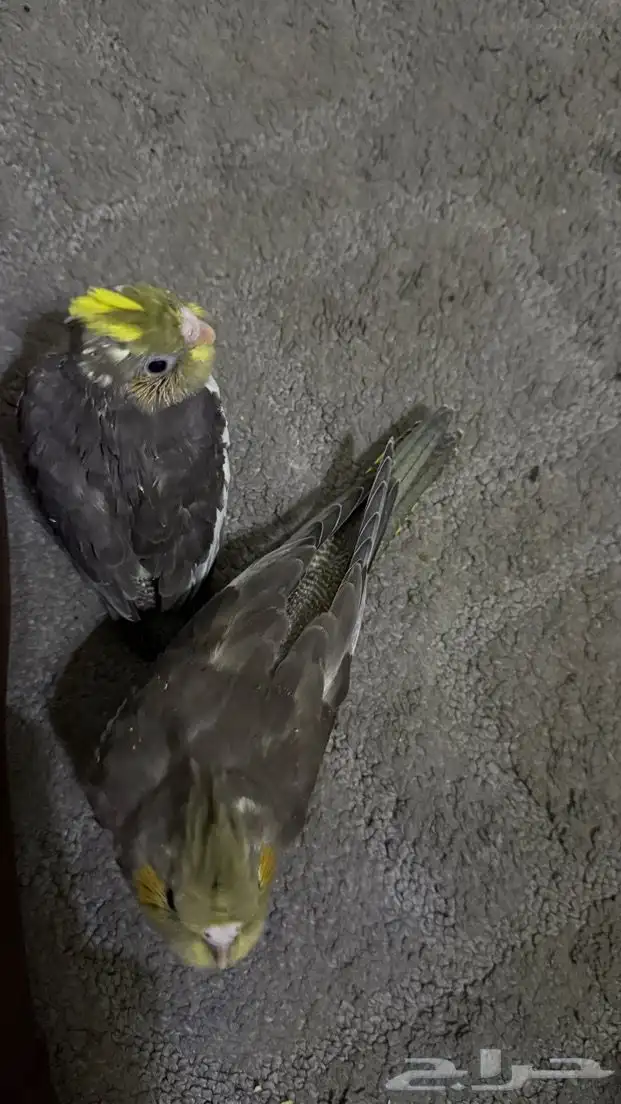 كروان العمر قريب 40 يوم تم البيع 0