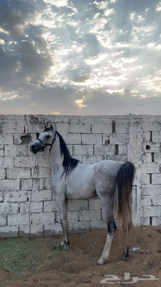حصان 4سنوات شرط 0