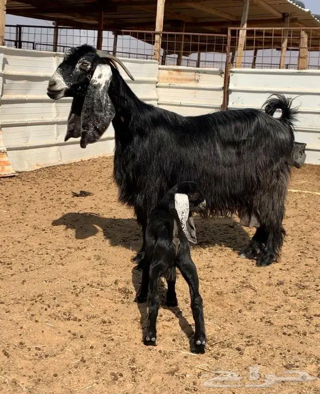 للبيع عارضيه ( تم البيع ) 0