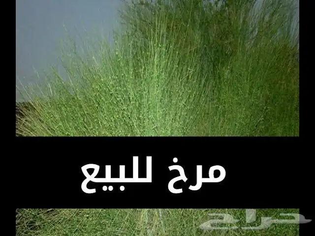 مرخ طازه وعل الطلب 0