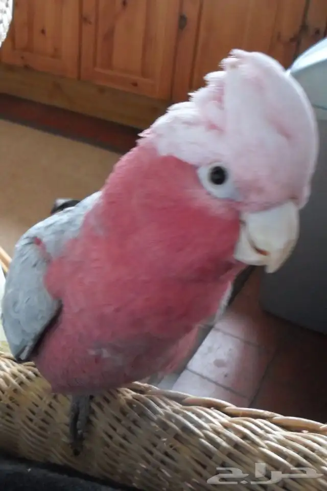 كوكاتو. جالا 3