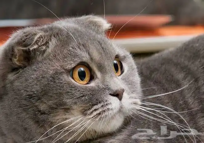 قط سكوتش فولد بلو العمر شهرين ونص اليف لعوب 5