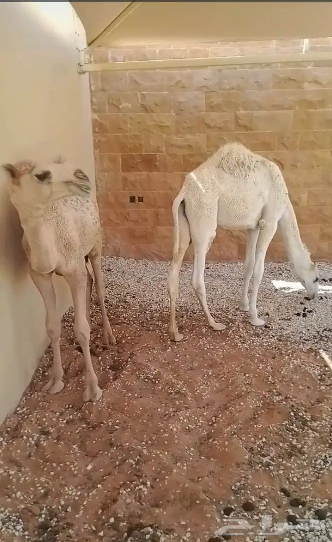 ماعز قزم   قعدان 0