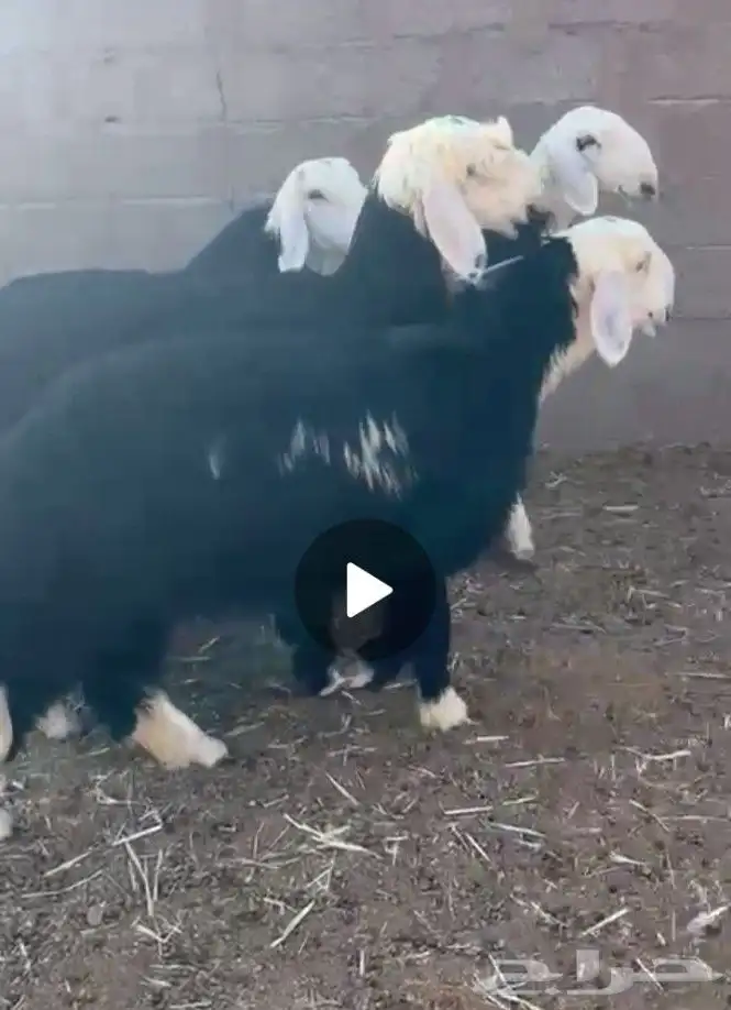 البيع رخال نجد صنف 0