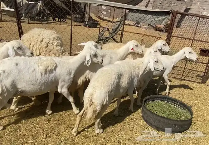 ضان حريات حرش مقاني طيبات نظيف 1