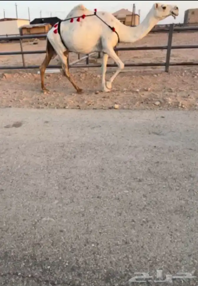 للبيع العشراء الوضحاء 1