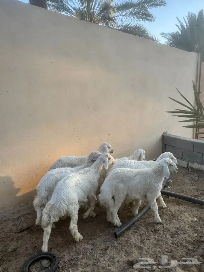 للبيع 6 طليان 1