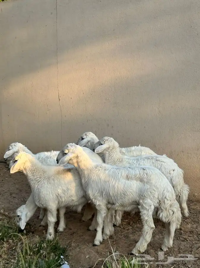 للبيع 6 طليان 0