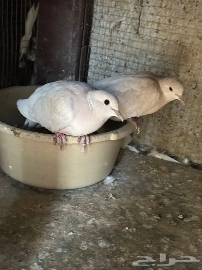 حمام ياكريم 3