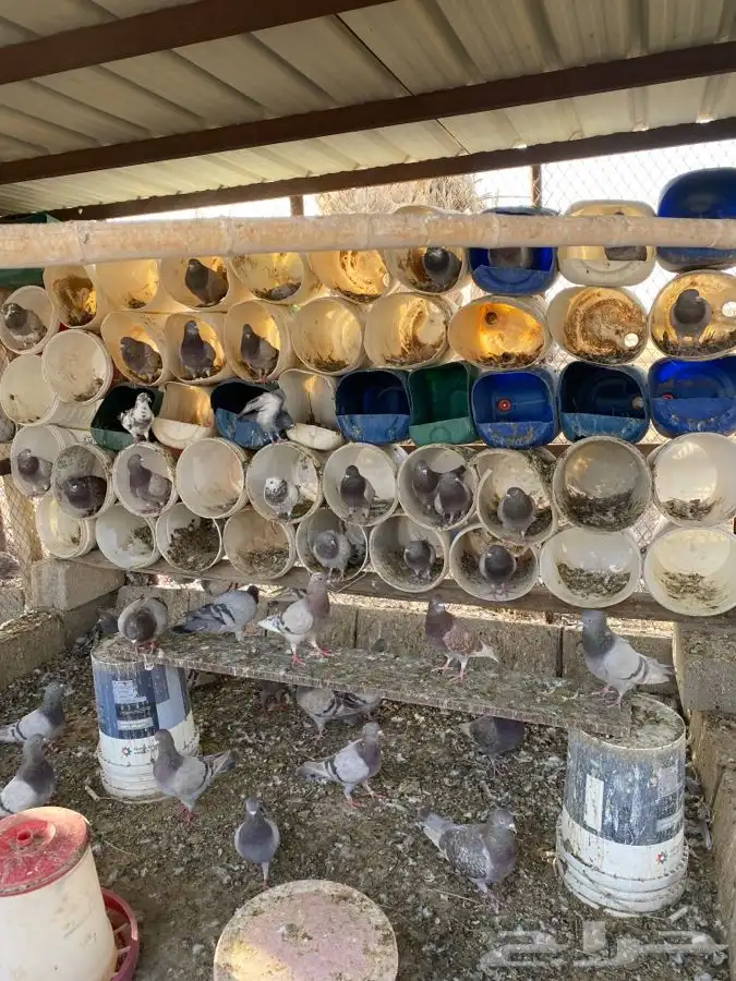 حمام فرنسي وزاجل 0