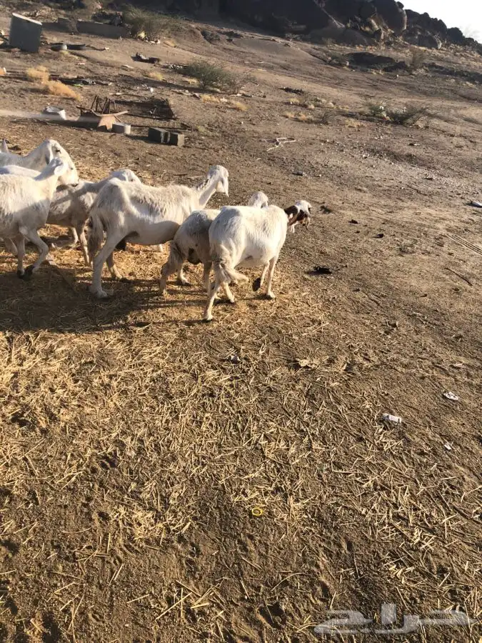 خمس متابيع عليها خمسه ووحده دافع رباع 9