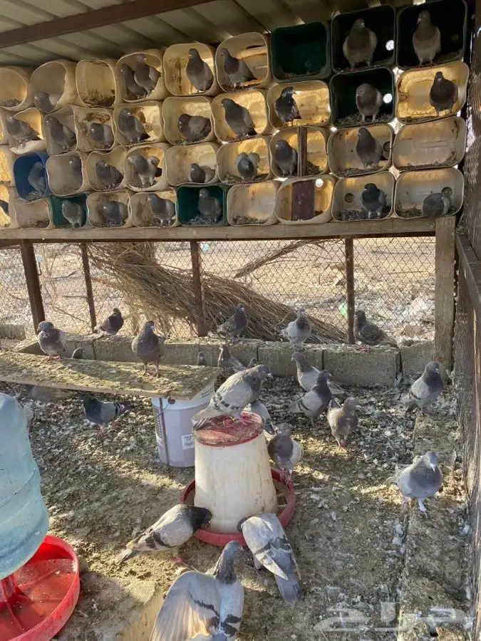 حمام فرنسي وزاجل 1