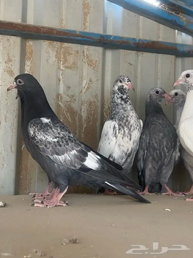 طبات باكستانيات 1
