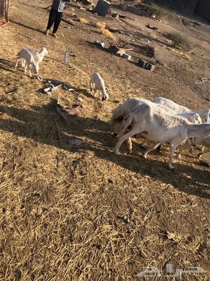 خمس متابيع عليها خمسه ووحده دافع رباع 7