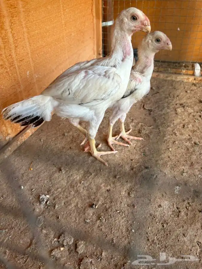 فروخ فارسي 0