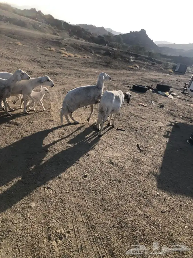 خمس متابيع عليها خمسه ووحده دافع رباع 8
