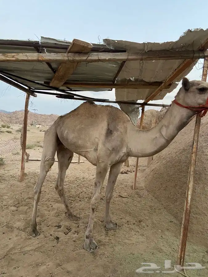 اعرض لكم قعود ثني طابع ل شداد سبوق عنده روابط سبق بالميدان 0