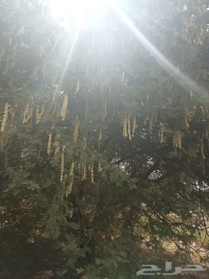 بذور قرض أفريقي 1