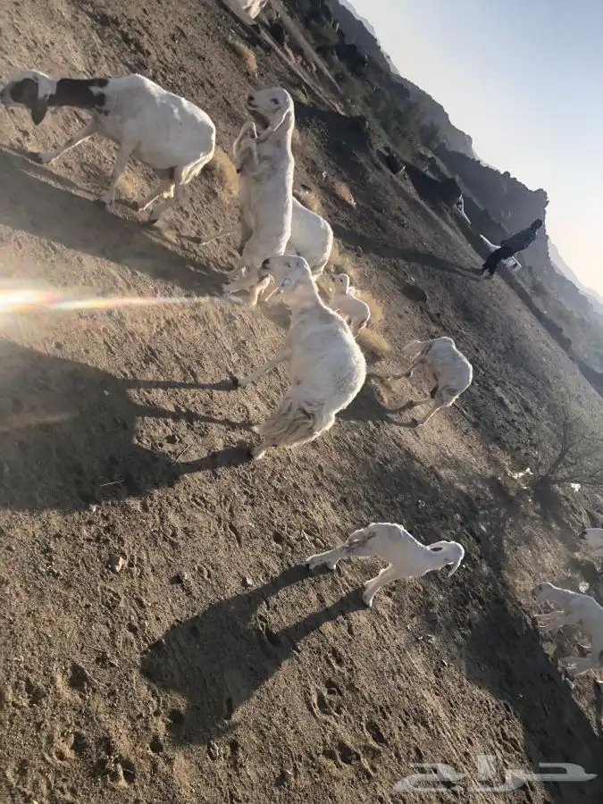 خمس متابيع عليها خمسه ووحده دافع رباع 0