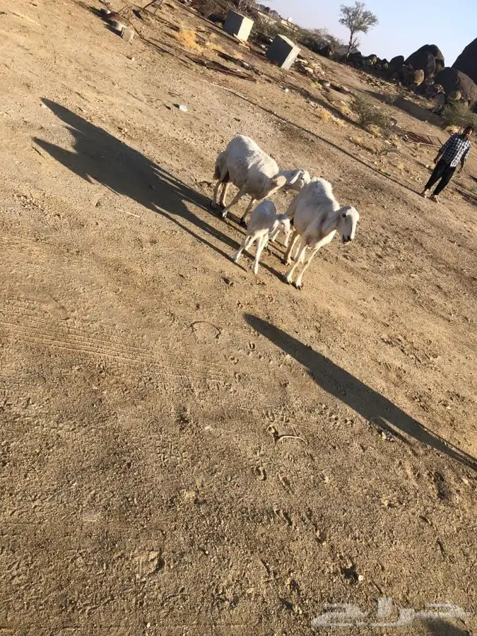خمس متابيع عليها خمسه ووحده دافع رباع 6