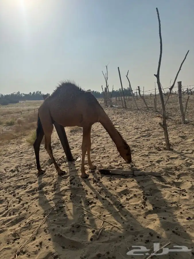 للبيع قعود نظيف 1