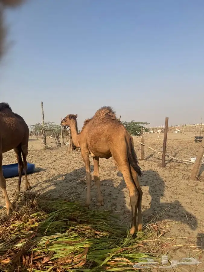 للبيع قعود نظيف 3