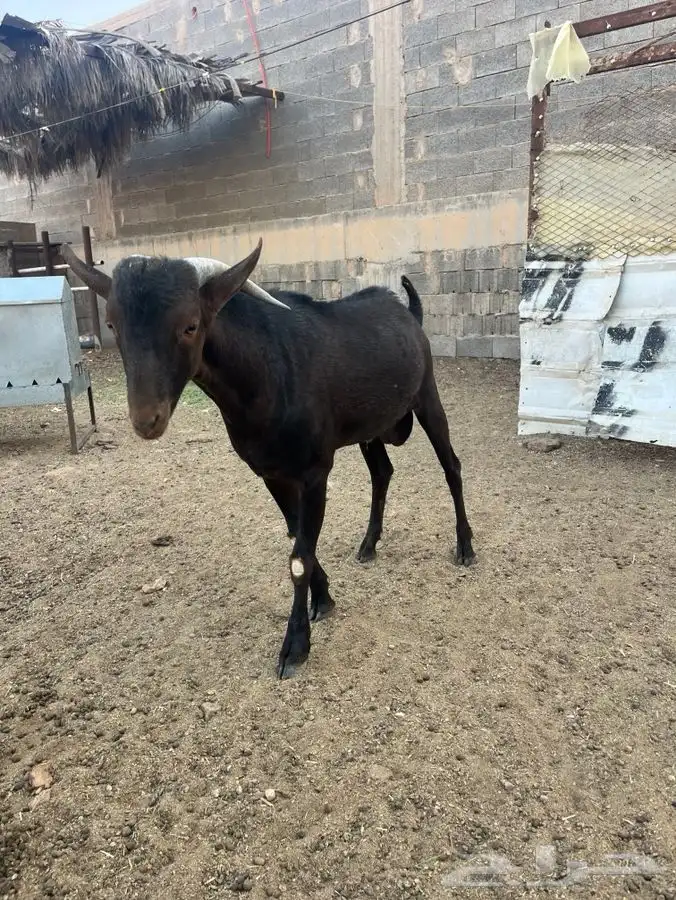 تيس مورسيانو بيور اصل 6