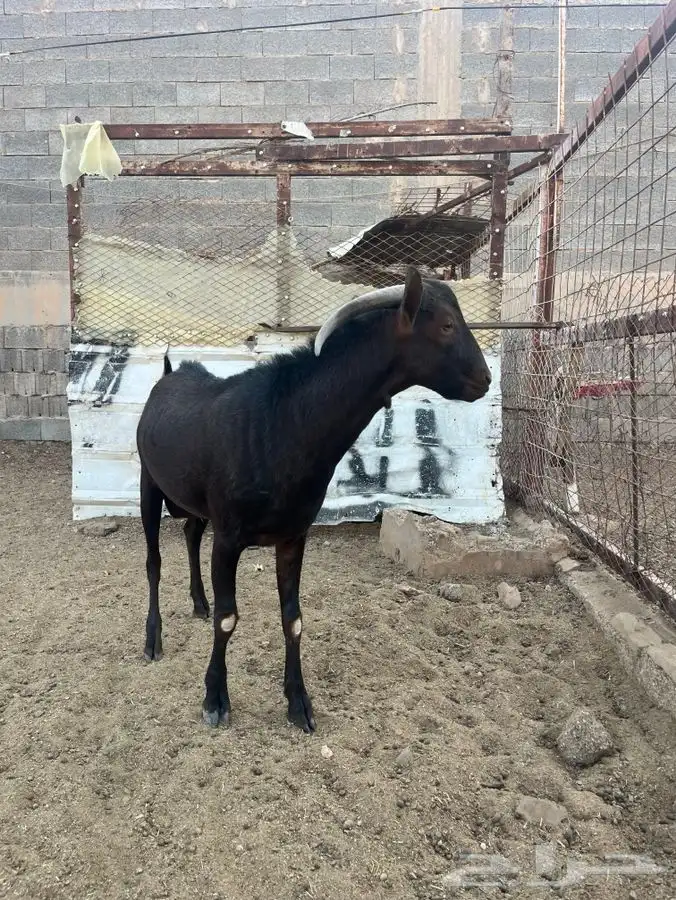 تيس مورسيانو بيور اصل 1